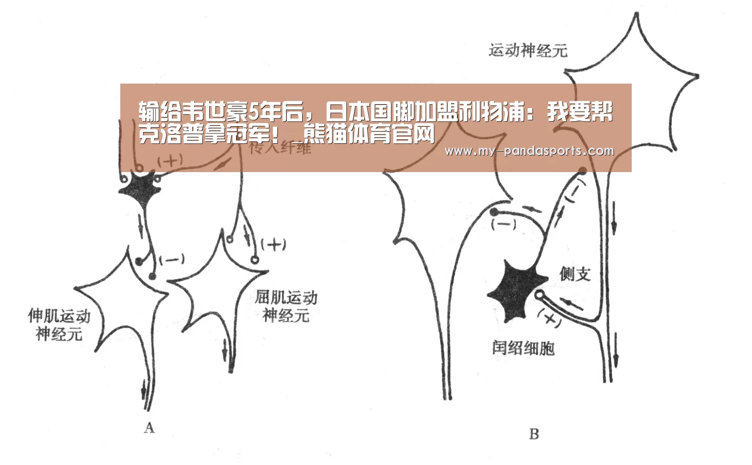 熊猫体育